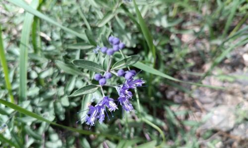 Bartblume, Im Dungenee Ice Canyon