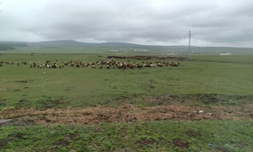 Weite Flächen mit Kuh Herden