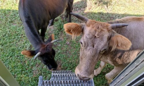 frische Milch LIeferung