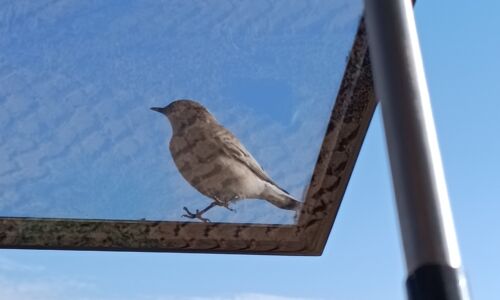 Der Vogel ist einfacher zu fotografieren als Antilopen....