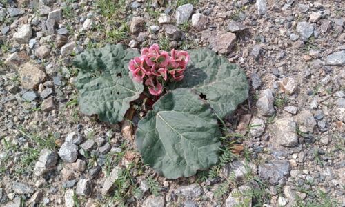 Rheum nanum Siev. ex Pall., Polygonaceae