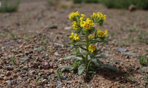 Prophet Flower, Huynhia pulchra